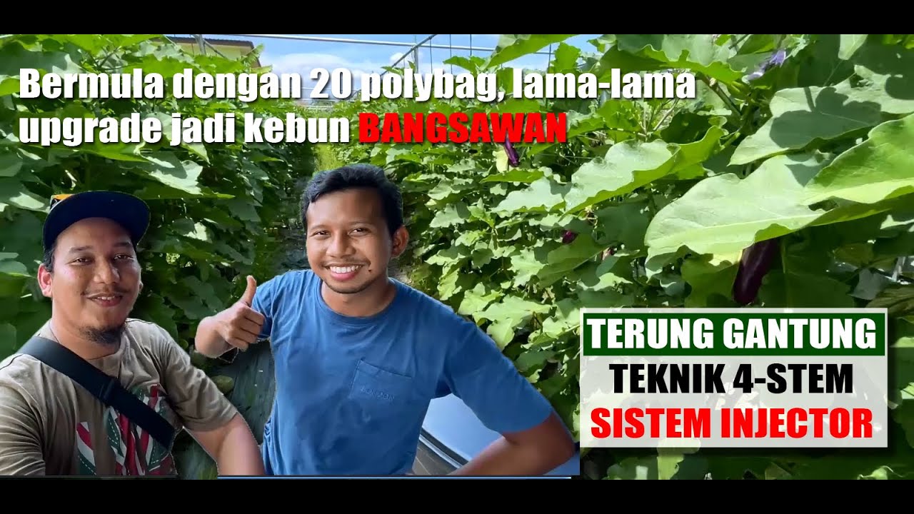 [ VLOG 4# ] Terung Polybag Gantung guna sistem injector