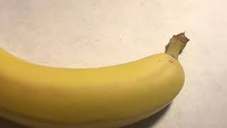 The World’s Most Dangerous Spider Laid Eggs On Our Bananas?