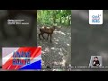 Isang tupa, nagpositibo sa rabies; iba pang tupa na pinaniniwalaang nahawa, sinusuri | Unang Hirit