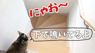 本日もツンデレ猫が1階で鳴いています