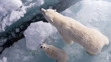 Animal awareness - 2.5D Parallax animation