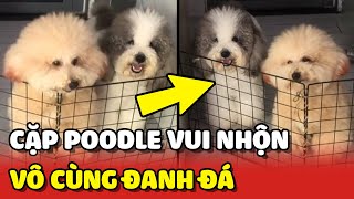 Cười xĩu với CẶP POODLE HÀI HƯỚC và vô cùng ĐANH ĐÁ trên Tiktok  | Yêu Lu