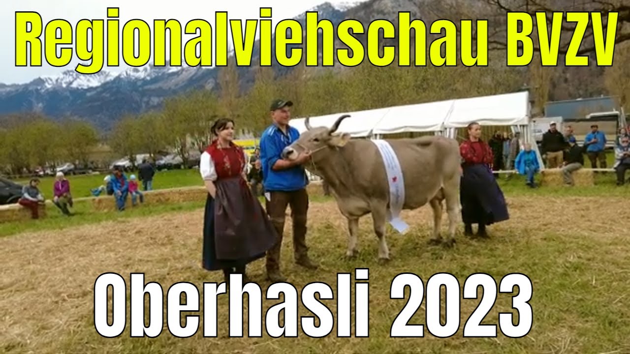 Regionalviehschau BVZV Oberhasli Interlaken 2023