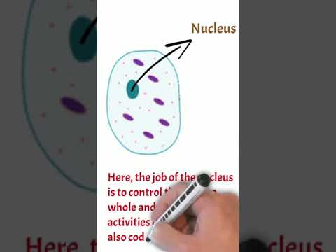 GCSE Biology Animal