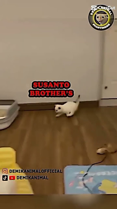di jogetin gak tuh🤪