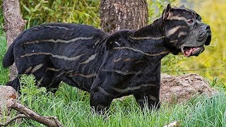 Top 10 RAREST DOG BREEDS