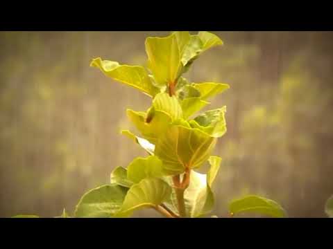 شيلة الرجم الاسمر كلمات ظافر الجيادي اداء محمد الشهري2018