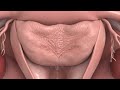 White Discharge period First day painfull process inside view #period #process #human #anatomy