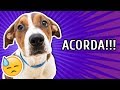 COMO EVITAR QUE SEU CACHORRO TE ACORDE CEDO