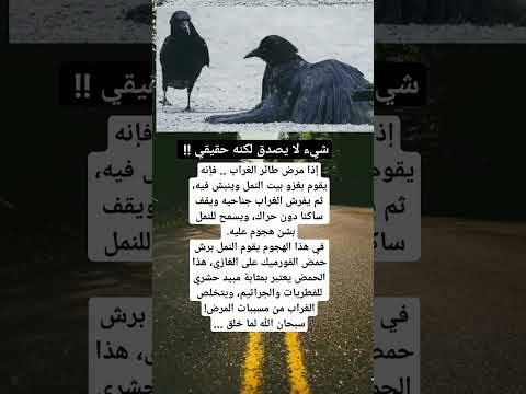 إذا مرض طائر الغراب فإنه يقوم بغزو بيت النمل  حقائق معلومات عامة