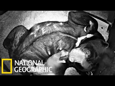 暖心！獲救馬來熊雙親生出可愛熊寶寶《國家地理》雜誌