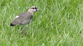 Aves, Vanellus chilensis, Pellar