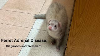 Ferret Adrenal Disease: Diagnoses and Treatment by Ferret Tails 1,198 views 1 year ago 20 minutes