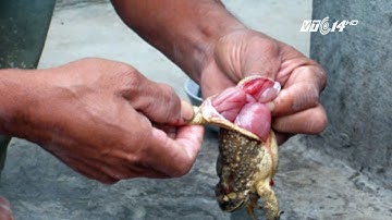 (VTC14)_3 mẹ con tử vong do ăn cháo cóc