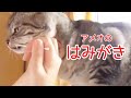 歯磨きされるねこ　訓練中　-Cat  tooth care-
