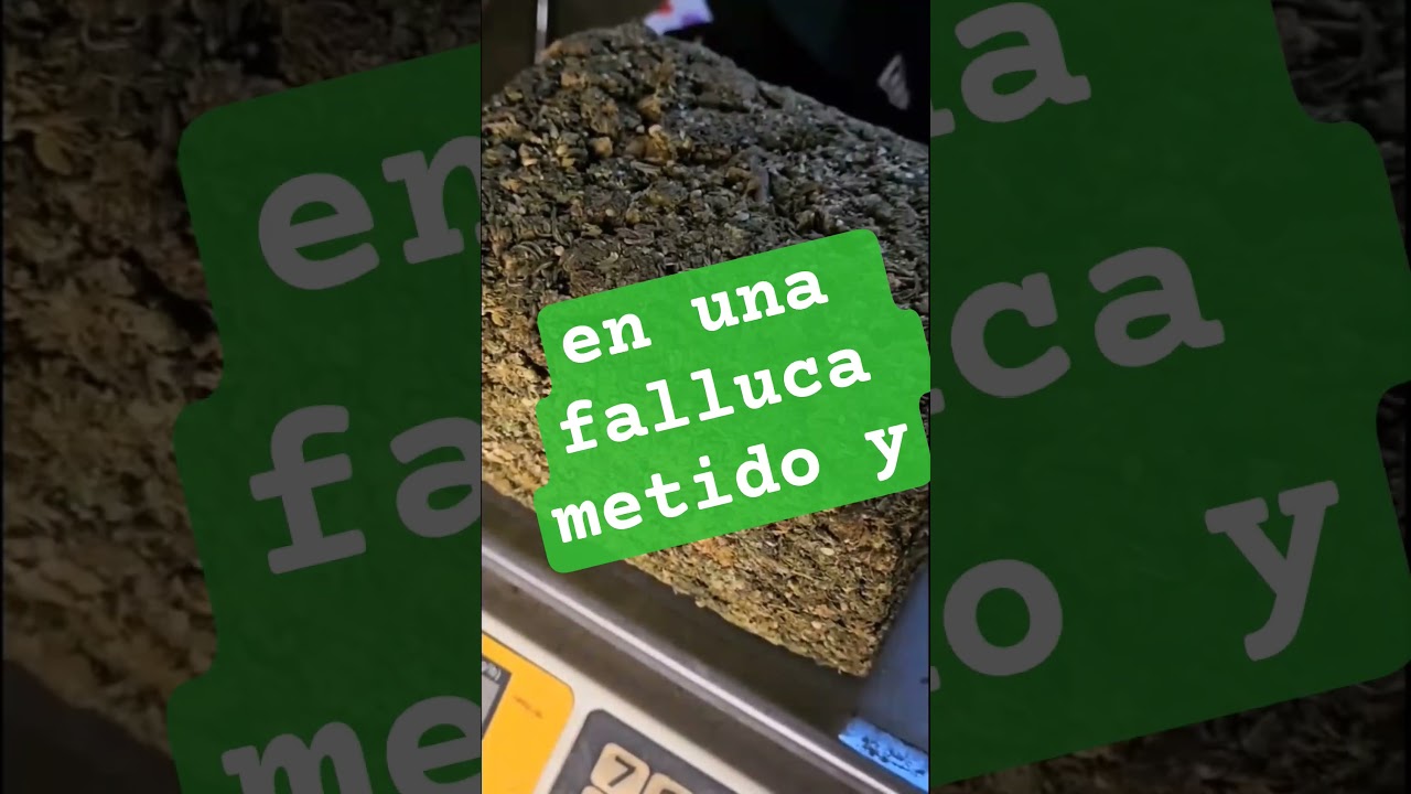 .:LUDA-SC:. Me Pongo 