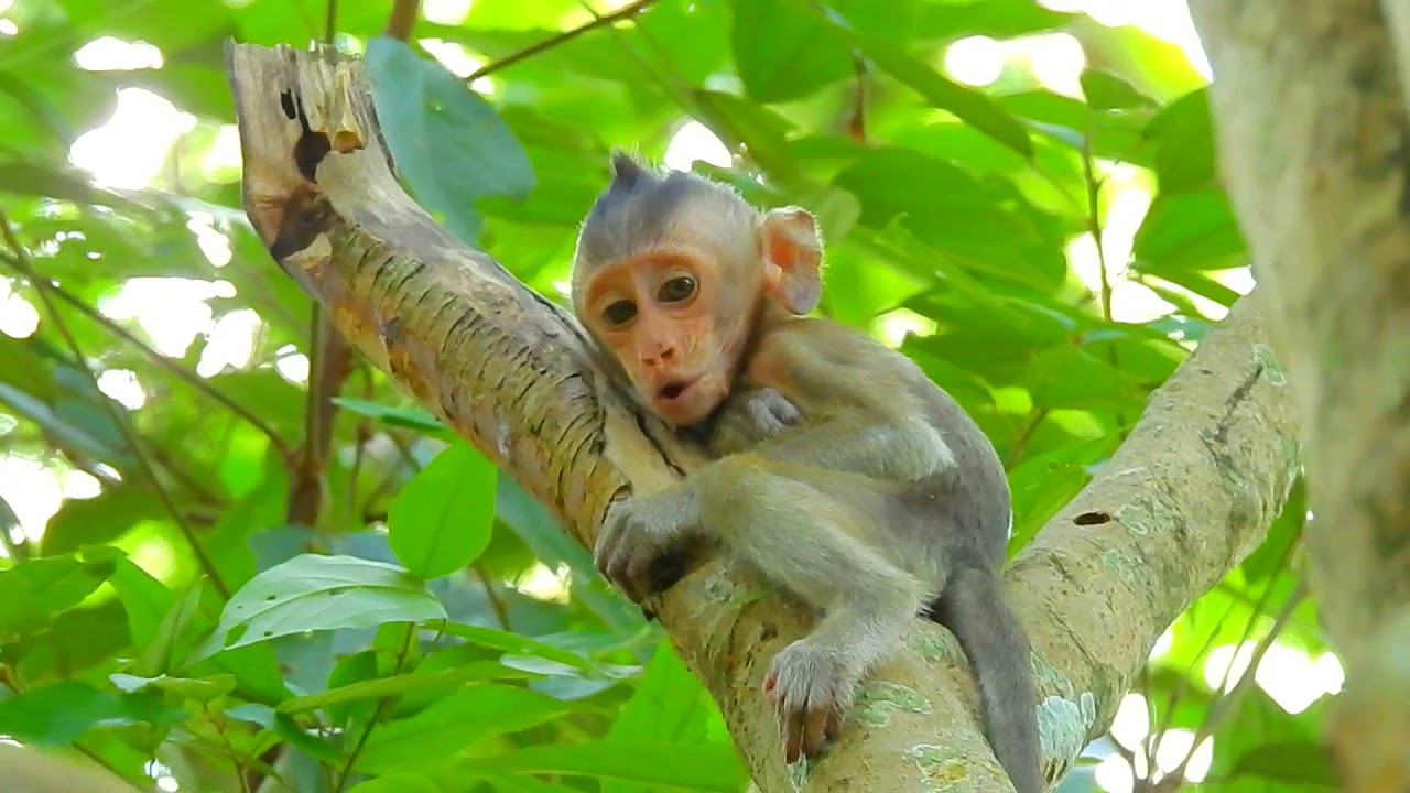 BABY MONKEY CRYING CALLING MOTHER ON TREE 