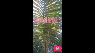 SAJADAH RINDU (3) #shorts #puisi #puisicinta SAJADAH RINDU (3) #shorts #puisi #puisicinta