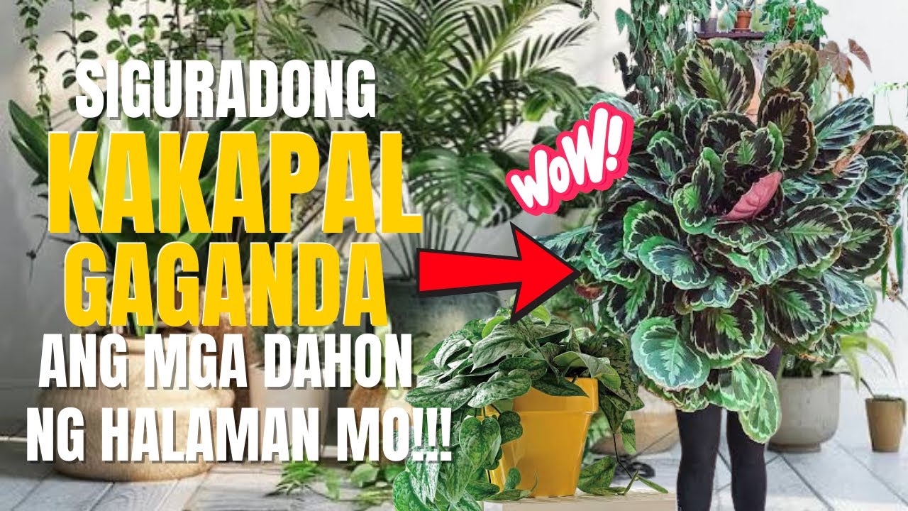 EFFECTIVE WAY PARA MAPANUMBALIK ANG KAPAL AT GANDA NG DAHON NG MGA HALAMAN MO!