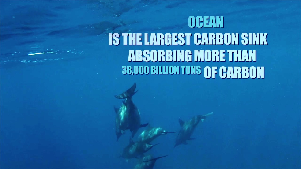 Marine Biodiversity is Life