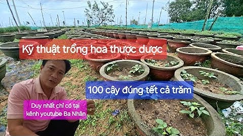 Kỹ thuật trồng hoa thược dược trễ mấy cũng kịp tết Chỉ duy nhất có kênh youtube Ba Nhân chia sẻ 