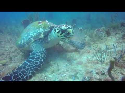 ADI Dives | Diving with DJ in Pompano Beach, Florida May 2019