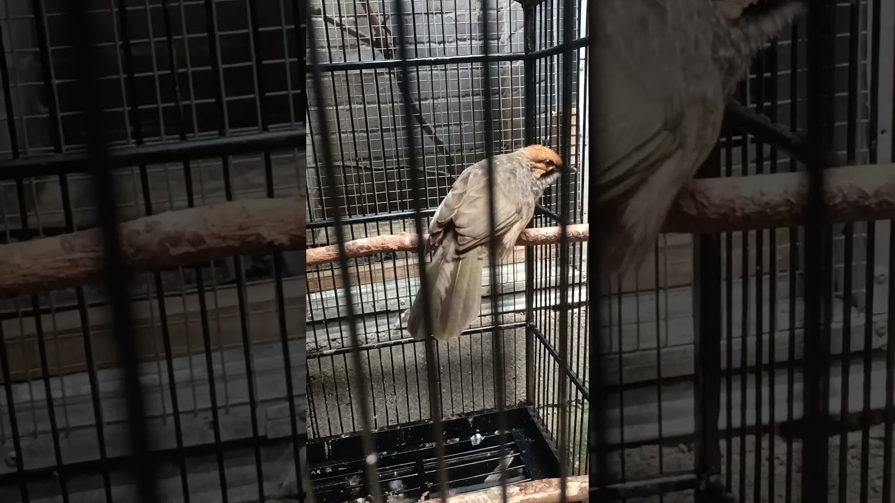 suara burung cucak Rowo betina.pejantan pasti nyaut #birdlovers #burung #indoorbreeding #kicaumania