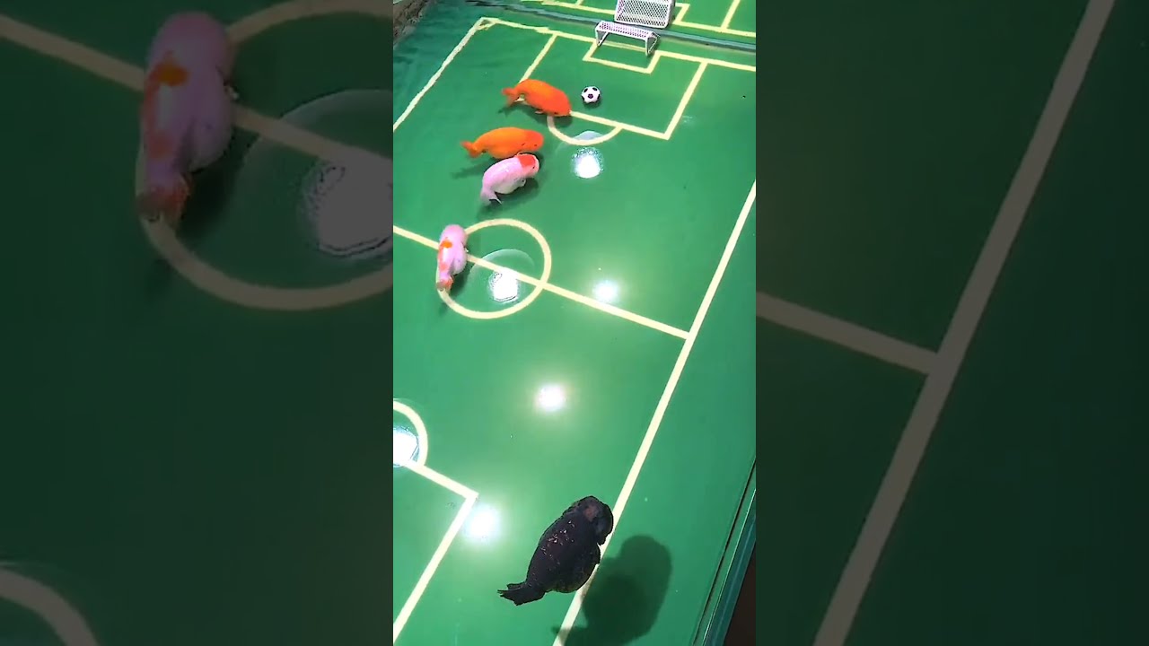 Waw... 😍😍 Ikan Mas Koki cantik bermain Bola ⚽