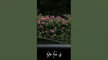 #القرآن_الكريم #تلاوة_هادئة #تلاوة_خاشعة #عبدالرحمن_مسعد #اكسبلور