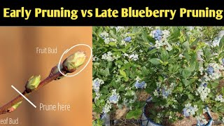 Effect of Early vs. Late Pruning on Blueberry Yield ll #Blueberry_pruning