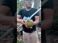 Alpukat #dapursuyati #buah #buahtropis #fruit #alpukatmentega #avocado