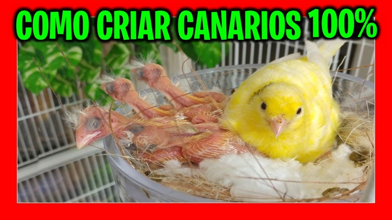 ✅ Как вырастить канареек пошагово | Разведение канареек для начинающих.