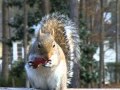 Squirrel eating a slice of apple