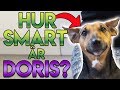 Hur Smart Är Vår Hund DORIS?? 🐶😍