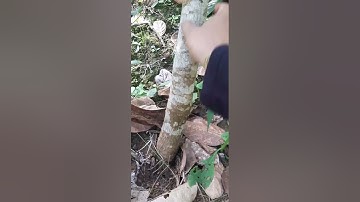 how to graft a cempedak tree #cempedak grafting