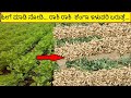        groundnut crop cultivation  in kannada