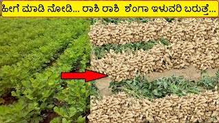 ನೆಲಗಡಲೆ ಬೆಳೆ / ಶೇಂಗಾ ಬೆಳೆಯಲ್ಲಿ ವೈಜ್ನಾನಿಕ ಬೇಸಾಯ Groundnut crop Cultivation  in kannada