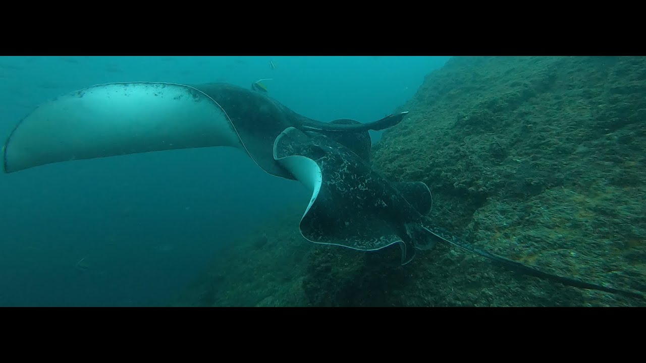 Blotched fantail ray mating behaviour at Wolf Rock! - YouTube