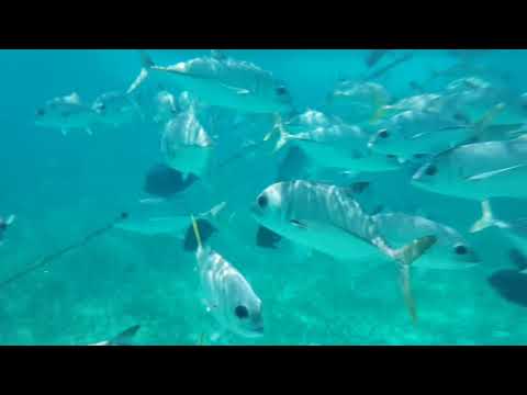 Marine Life in The Coral Garden - Belize Jan 2018