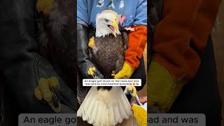 An eagle got stuck on the road and was rescued by kind-hearted people #shorts