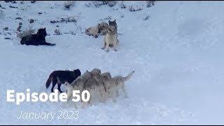 Wildlife Wednesday Monthly Roundup of Grand Teton and Yellowstone - January 2023