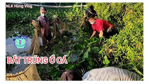 NLK Hùng Vlog đi kéo lưới bắt cá.  Trúng ổ cá khủng!!!