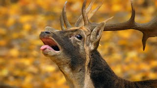 „Dude, is that animal burping?” – Fallow deer groaning
