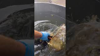 Cleaning out a really SMALL POND…