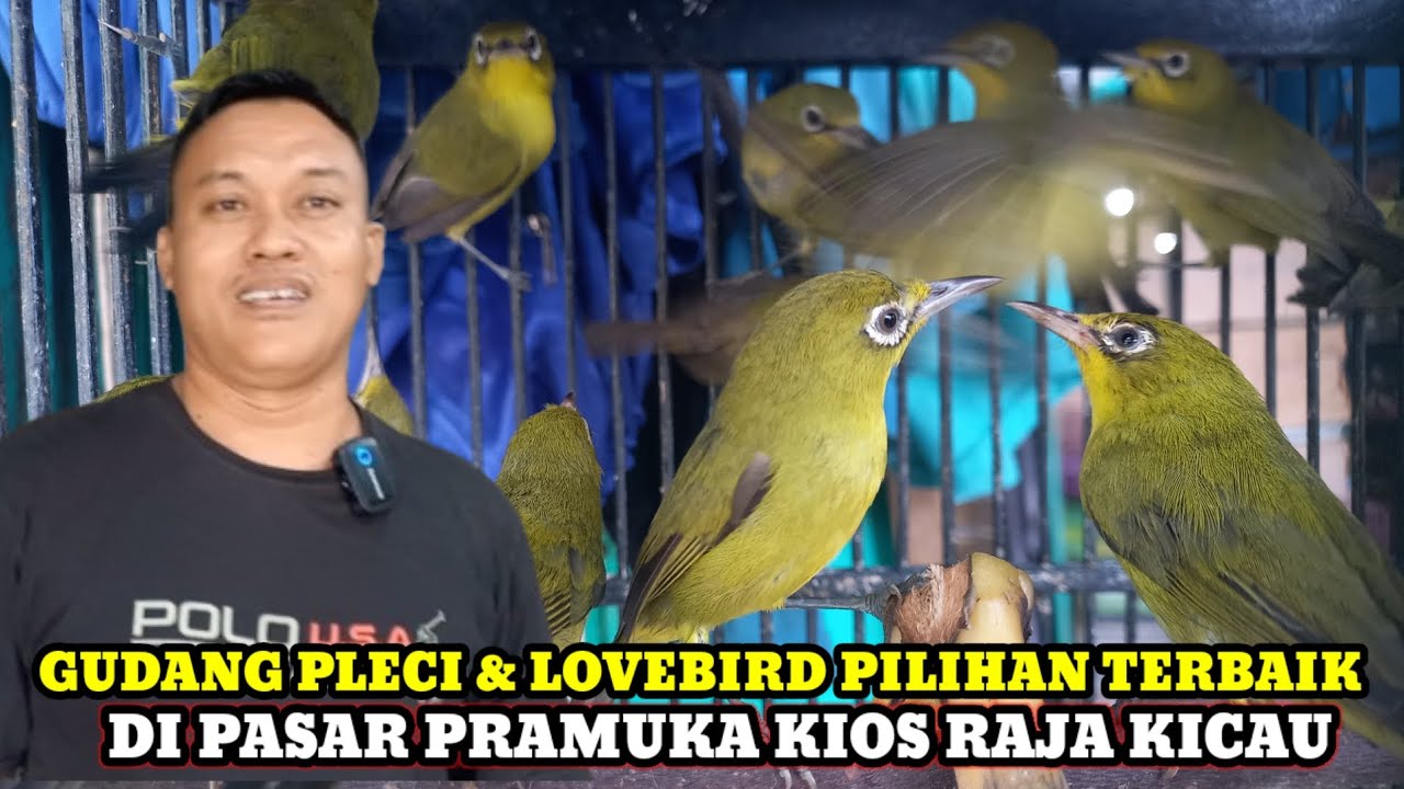 GUDANG PLECI DAN LOVEBIRD DURASI PILIHAN TERBAIK DIPRAMUKA!!CEK HARGA BURUNG DIKIOS RAJA KICAU