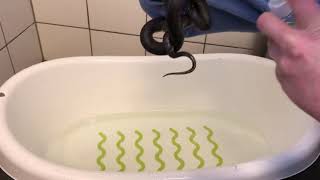 How to make a Biting Snake Let Go