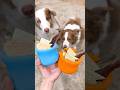 わんこが喜ぶ犬用パフェを作っていきます🍧😋🐾#shorts