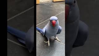 Funniest Parrots \u0026 Cutest Birds Compilation 🦜🐥🪺#shorts #funny