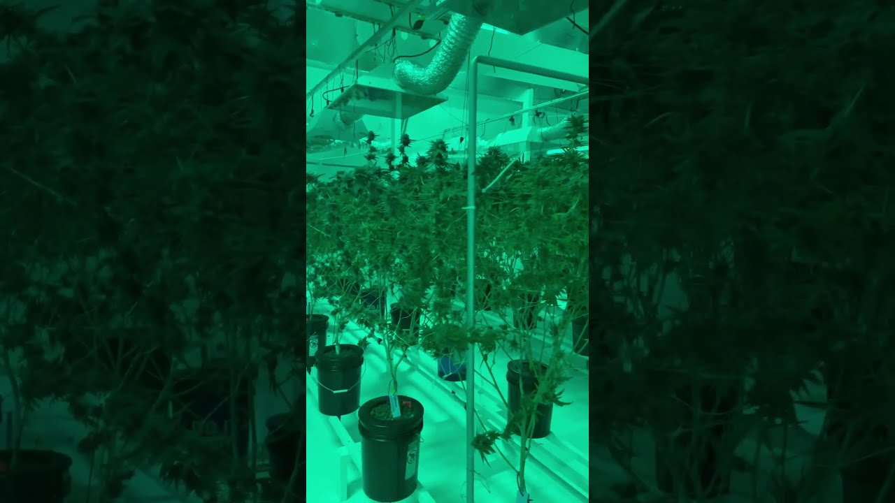 Athena blended vs pro nutrients