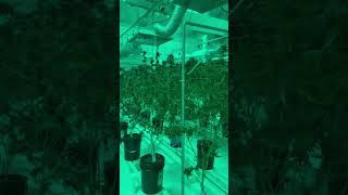 Athena Blended Vs Pro Nutrients